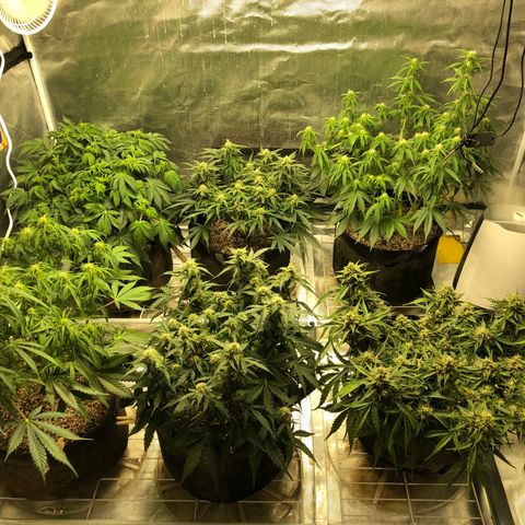 Blue Dream Auto growlog timeline photo