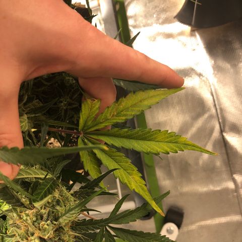 Blue Dream Auto growlog photo: 10:38 looks good a little yellowing on some dab leaves getting a bit pale. Will check for deficiency or toxicity later 