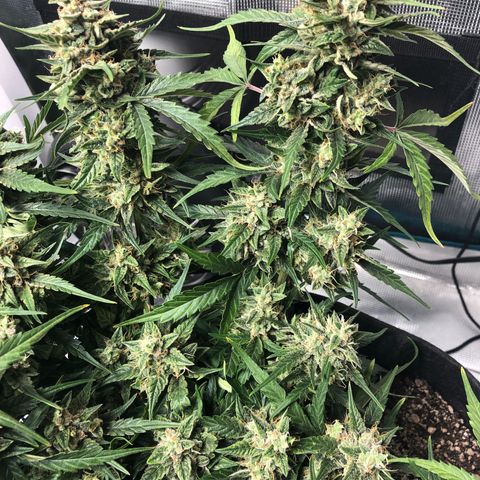 Blue Dream Auto growlog photo: 10:48 looks good thinking mostly water molasses banana teas for rest of its life not sure yet 