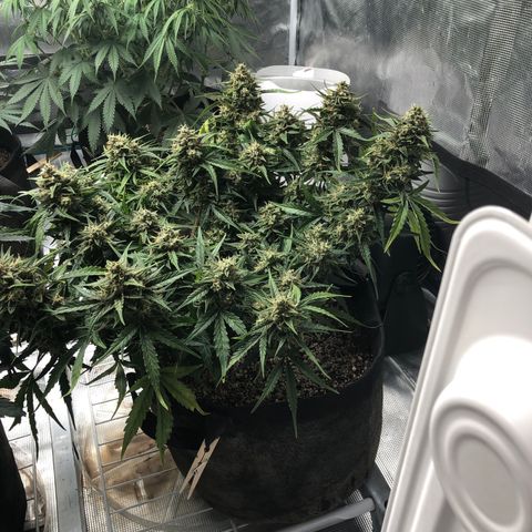 Blue Dream Auto growlog photo: 10:27 looks great still got that leaf decoloring will take better pic and ask around. Hmm issues telling trichome stave positively 