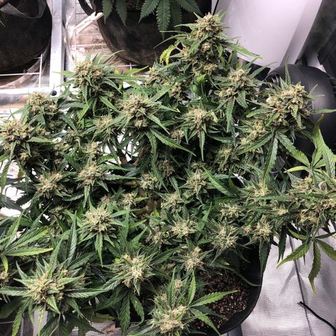 Blue Dream Auto growlog photo: 10:27 looks great still got that leaf decoloring will take better pic and ask around. Hmm issues telling trichome stave positively 