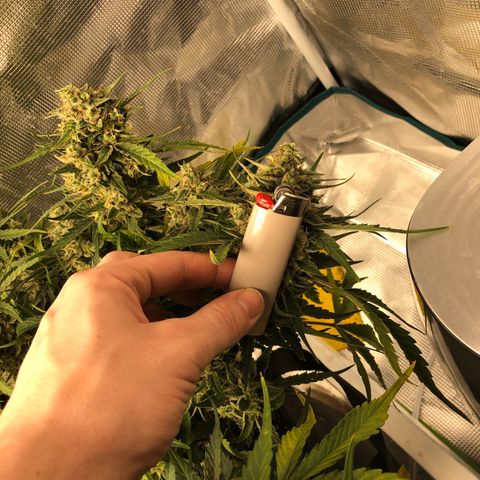 Blue Dream Auto growlog photo: 9:55 am the frost is real baby some of the underside of leaves look like fucking salt or a snow cone. What I though were possibly nanners are just more pistils was able to clearly see that today and any I thought were nanners was able to spread and see individual pistil hairs. So that’s confirmed not nanners. I’m still having issues getting solid view of trichomes but drying room isn’t even setup yet so is what it is either way. I’m very curious about the yield of this plant. Most colas easily longer and thicker than my lighter.
