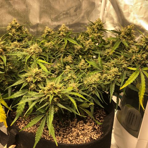 Blue Dream Auto growlog photo: 9:55 am the frost is real baby some of the underside of leaves look like fucking salt or a snow cone. What I though were possibly nanners are just more pistils was able to clearly see that today and any I thought were nanners was able to spread and see individual pistil hairs. So that’s confirmed not nanners. I’m still having issues getting solid view of trichomes but drying room isn’t even setup yet so is what it is either way. I’m very curious about the yield of this plant. Most colas easily longer and thicker than my lighter.