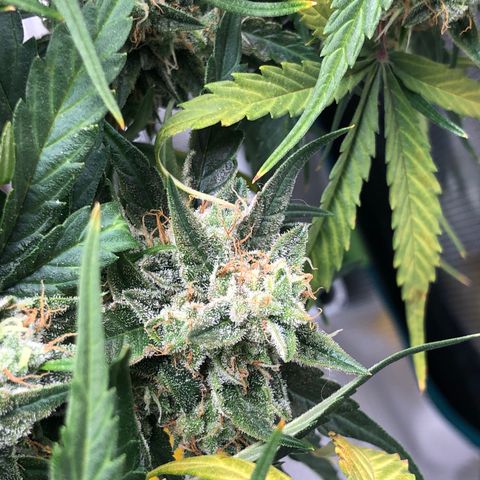 Blue Dream Auto growlog photo: 9:55 am the frost is real baby some of the underside of leaves look like fucking salt or a snow cone. What I though were possibly nanners are just more pistils was able to clearly see that today and any I thought were nanners was able to spread and see individual pistil hairs. So that’s confirmed not nanners. I’m still having issues getting solid view of trichomes but drying room isn’t even setup yet so is what it is either way. I’m very curious about the yield of this plant. Most colas easily longer and thicker than my lighter.