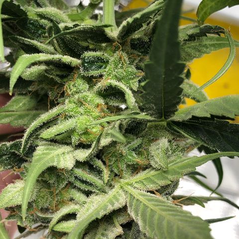 Blue Dream Auto growlog photo: 9:55 am the frost is real baby some of the underside of leaves look like fucking salt or a snow cone. What I though were possibly nanners are just more pistils was able to clearly see that today and any I thought were nanners was able to spread and see individual pistil hairs. So that’s confirmed not nanners. I’m still having issues getting solid view of trichomes but drying room isn’t even setup yet so is what it is either way. I’m very curious about the yield of this plant. Most colas easily longer and thicker than my lighter.