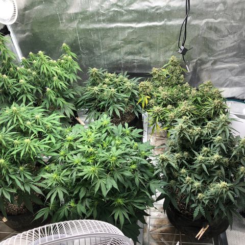 Blue Dream Auto growlog photo: 1:23 am group photo