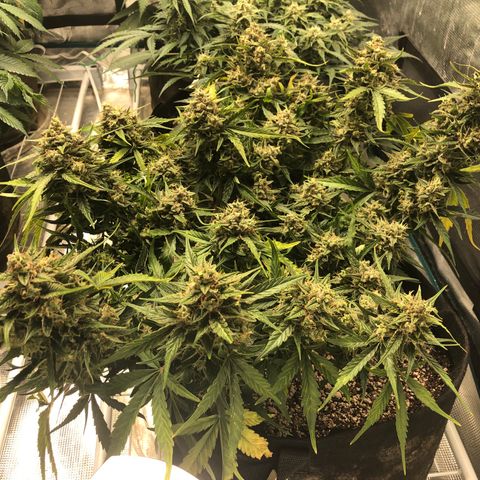 Blue Dream Auto growlog photo: 10:36 am looks fucking great. My brain is struggling to ignore the leaves yellowing lol. Last picture shows some of the underdeveloped bud sites that I am gonna try to let mature more once I cut majority down. Dry tent is here but nothing else so still waiting for that too while this finishes up. 