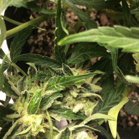 Blue Dream Auto growlog photo: 10:36 am looks fucking great. My brain is struggling to ignore the leaves yellowing lol. Last picture shows some of the underdeveloped bud sites that I am gonna try to let mature more once I cut majority down. Dry tent is here but nothing else so still waiting for that too while this finishes up. 