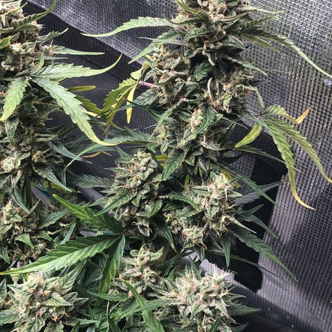 Blue Dream Auto growlog photo: 10:36 am looks fucking great. My brain is struggling to ignore the leaves yellowing lol. Last picture shows some of the underdeveloped bud sites that I am gonna try to let mature more once I cut majority down. Dry tent is here but nothing else so still waiting for that too while this finishes up. 