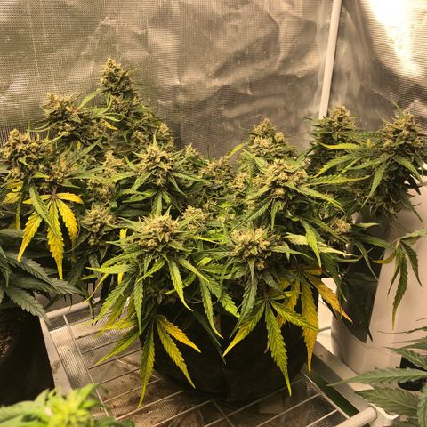 Blue Dream Auto growlog photo: 10:36 am looks fucking great. My brain is struggling to ignore the leaves yellowing lol. Last picture shows some of the underdeveloped bud sites that I am gonna try to let mature more once I cut majority down. Dry tent is here but nothing else so still waiting for that too while this finishes up. 