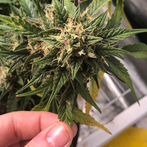 Blue Dream Auto growlog photo: 10:38 looks fucking amazing I believe I’m starting to see blue/purples coming through. I will try to check trichomes again in like 5-6 days whenever the rest of the dry setup gets here lol