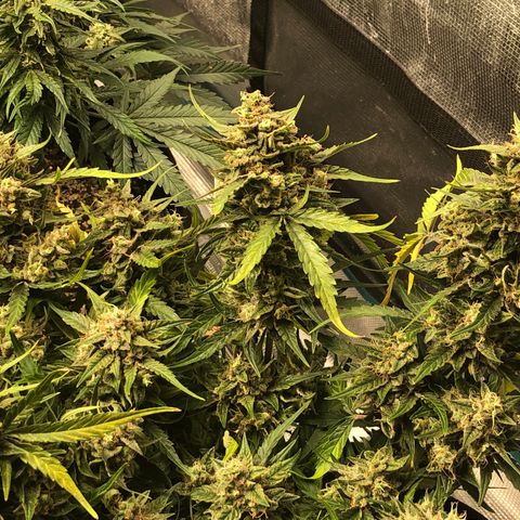 Blue Dream Auto growlog photo: 10:38 looks fucking amazing I believe I’m starting to see blue/purples coming through. I will try to check trichomes again in like 5-6 days whenever the rest of the dry setup gets here lol