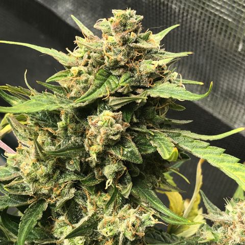 Blue Dream Auto growlog photo: 10:38 looks fucking amazing I believe I’m starting to see blue/purples coming through. I will try to check trichomes again in like 5-6 days whenever the rest of the dry setup gets here lol