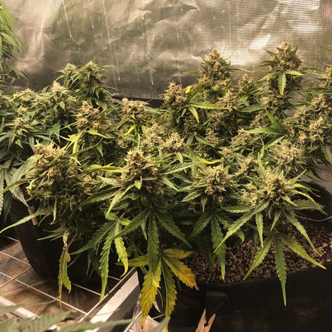 Blue Dream Auto growlog photo: 10:38 looks fucking amazing I believe I’m starting to see blue/purples coming through. I will try to check trichomes again in like 5-6 days whenever the rest of the dry setup gets here lol