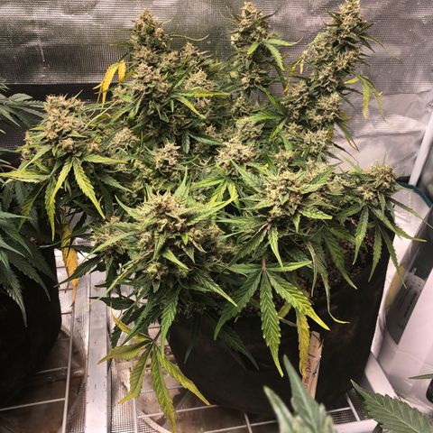 Blue Dream Auto growlog photo: 10:38 looks fucking amazing I believe I’m starting to see blue/purples coming through. I will try to check trichomes again in like 5-6 days whenever the rest of the dry setup gets here lol