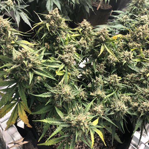 Blue Dream Auto growlog photo: 10:52 the yellowing continues as expected but still makes me go AHHH! Looks fucking delicious 