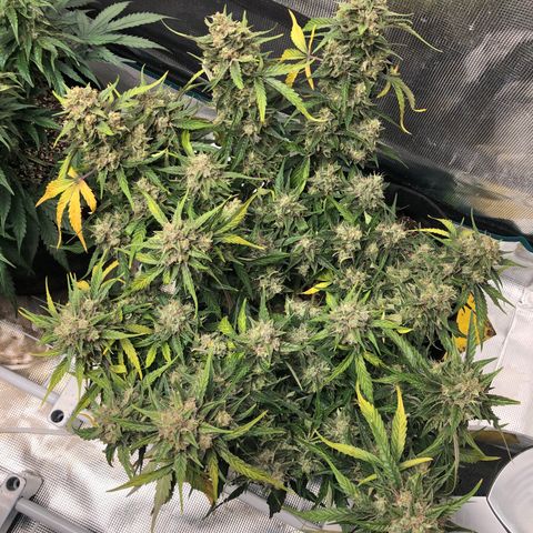Blue Dream Auto growlog photo: 10:52 the yellowing continues as expected but still makes me go AHHH! Looks fucking delicious 