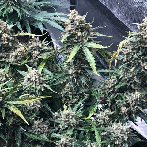 Blue Dream Auto growlog photo: 10:52 the yellowing continues as expected but still makes me go AHHH! Looks fucking delicious 