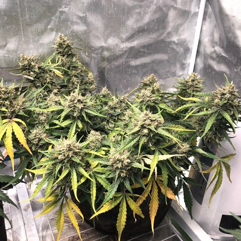 Blue Dream Auto growlog photo: 10:52 the yellowing continues as expected but still makes me go AHHH! Looks fucking delicious 