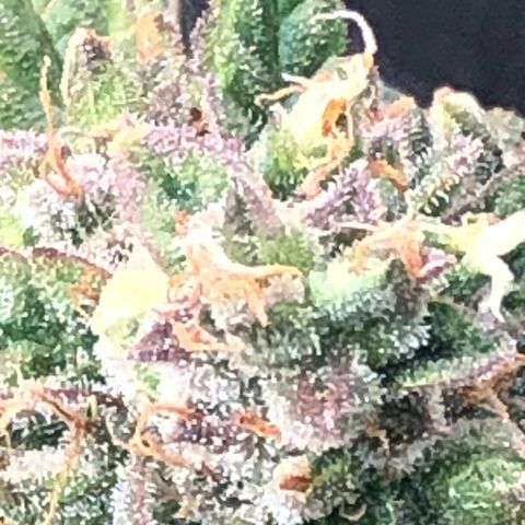 Blue Dream Auto growlog photo: 10:43 gonna do my best to check trichomes again. Final drying gear arrives tomorrow so green light after that to chop . Fuck this looks amazing was glad to zoom in and see the pink and purples coming through.