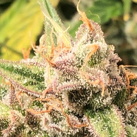 Blue Dream Auto growlog photo: 10:43 gonna do my best to check trichomes again. Final drying gear arrives tomorrow so green light after that to chop . Fuck this looks amazing was glad to zoom in and see the pink and purples coming through.
