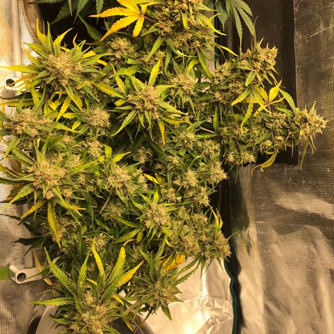 Blue Dream Auto growlog photo: 10:43 gonna do my best to check trichomes again. Final drying gear arrives tomorrow so green light after that to chop . Fuck this looks amazing was glad to zoom in and see the pink and purples coming through.