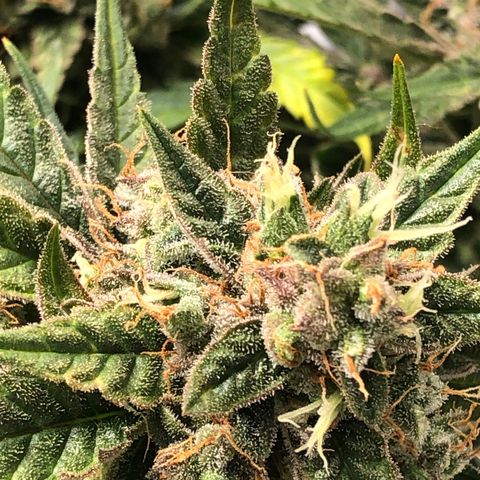 Blue Dream Auto growlog photo: 10:43 gonna do my best to check trichomes again. Final drying gear arrives tomorrow so green light after that to chop . Fuck this looks amazing was glad to zoom in and see the pink and purples coming through.
