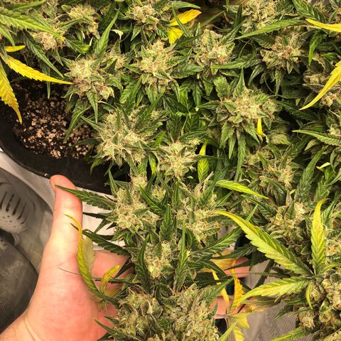 Blue Dream Auto growlog photo: 10:43 gonna do my best to check trichomes again. Final drying gear arrives tomorrow so green light after that to chop . Fuck this looks amazing was glad to zoom in and see the pink and purples coming through.