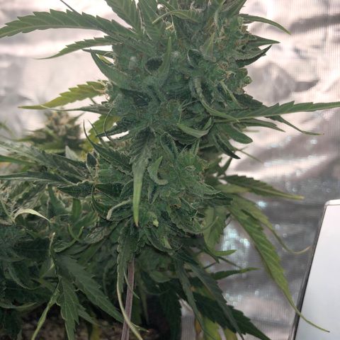 Blue Dream Auto growlog photo: 10:43 gonna do my best to check trichomes again. Final drying gear arrives tomorrow so green light after that to chop . Fuck this looks amazing was glad to zoom in and see the pink and purples coming through.