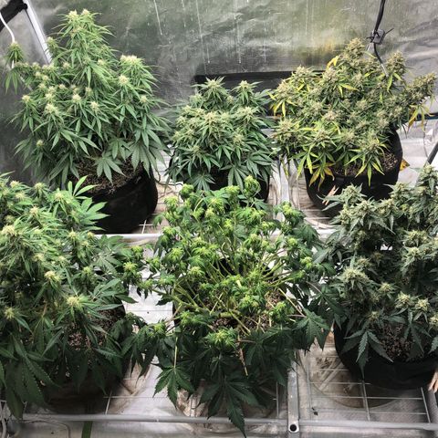 Blue Dream Auto growlog photo: Probably last group photo