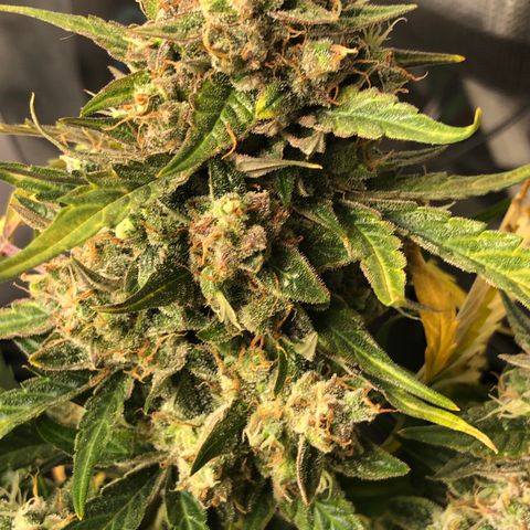 Blue Dream Auto growlog photo: 10:51 am looks great  good color coming through. Not super frosty but still nice. Wish my uv light was here. Going to chop a cola today since having issues checking trichomes. Picked a middle ish bud that is also blocking some smaller buds from maturing. So hopefully win win. Will update or probably video first cutting idk. Kind of nervous lol. Fucking this smells really good.