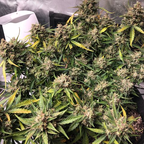 Blue Dream Auto growlog photo: 10:51 am looks great  good color coming through. Not super frosty but still nice. Wish my uv light was here. Going to chop a cola today since having issues checking trichomes. Picked a middle ish bud that is also blocking some smaller buds from maturing. So hopefully win win. Will update or probably video first cutting idk. Kind of nervous lol. Fucking this smells really good.