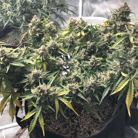 Blue Dream Auto growlog photo: 10:51 am looks great  good color coming through. Not super frosty but still nice. Wish my uv light was here. Going to chop a cola today since having issues checking trichomes. Picked a middle ish bud that is also blocking some smaller buds from maturing. So hopefully win win. Will update or probably video first cutting idk. Kind of nervous lol. Fucking this smells really good.