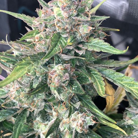 Blue Dream Auto growlog photo: 10:51 am looks great  good color coming through. Not super frosty but still nice. Wish my uv light was here. Going to chop a cola today since having issues checking trichomes. Picked a middle ish bud that is also blocking some smaller buds from maturing. So hopefully win win. Will update or probably video first cutting idk. Kind of nervous lol. Fucking this smells really good.