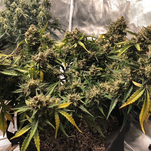 Blue Dream Auto growlog photo: 10:51 am looks great  good color coming through. Not super frosty but still nice. Wish my uv light was here. Going to chop a cola today since having issues checking trichomes. Picked a middle ish bud that is also blocking some smaller buds from maturing. So hopefully win win. Will update or probably video first cutting idk. Kind of nervous lol. Fucking this smells really good.