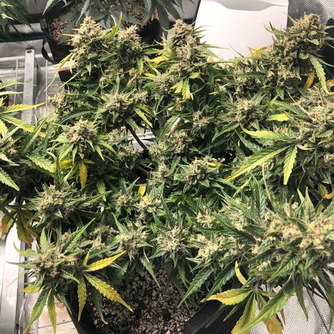 Blue Dream Auto growlog photo: 10:51 am looks great  good color coming through. Not super frosty but still nice. Wish my uv light was here. Going to chop a cola today since having issues checking trichomes. Picked a middle ish bud that is also blocking some smaller buds from maturing. So hopefully win win. Will update or probably video first cutting idk. Kind of nervous lol. Fucking this smells really good.