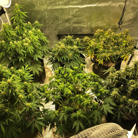 Blue Dream Auto growlog photo: Just showing how the room is currently setup. Can’t wait for this grow to be over and make big big changes to this. I fucked up mostly on space management and not thinking ahead far enough. I have learned a lot already and am excited to get this all clean ,neat and organized 
