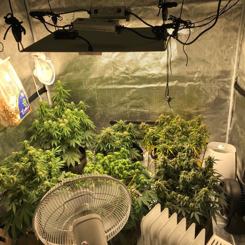 Blue Dream Auto growlog photo: Just showing how the room is currently setup. Can’t wait for this grow to be over and make big big changes to this. I fucked up mostly on space management and not thinking ahead far enough. I have learned a lot already and am excited to get this all clean ,neat and organized 