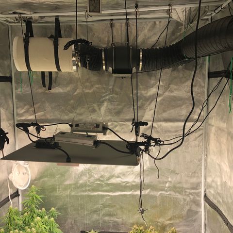 Blue Dream Auto growlog photo: Just showing how the room is currently setup. Can’t wait for this grow to be over and make big big changes to this. I fucked up mostly on space management and not thinking ahead far enough. I have learned a lot already and am excited to get this all clean ,neat and organized 