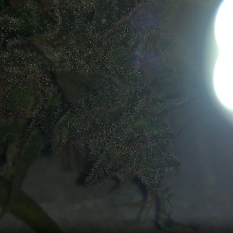 Blue Dream Auto growlog photo: First cola Cut to check the Trico maturity