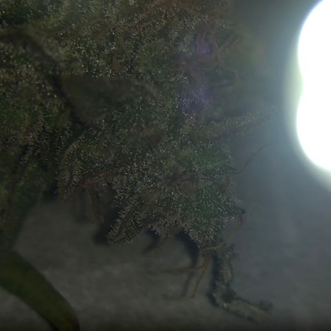 Blue Dream Auto growlog photo: First cola Cut to check the Trico maturity
