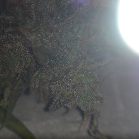 Blue Dream Auto growlog photo: First cola Cut to check the Trico maturity