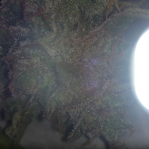 Blue Dream Auto growlog photo: First cola Cut to check the Trico maturity