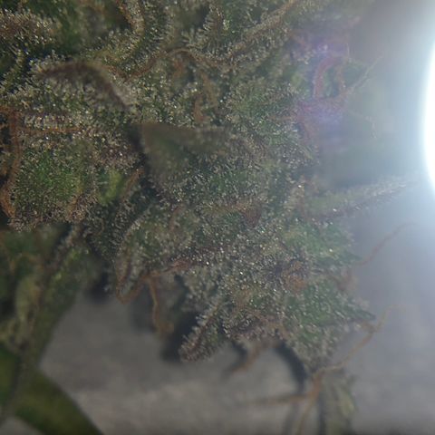 Blue Dream Auto growlog photo: First cola Cut to check the Trico maturity
