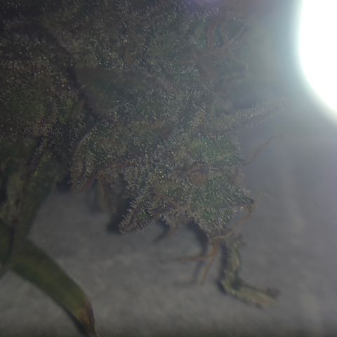 Blue Dream Auto growlog photo: First cola Cut to check the Trico maturity