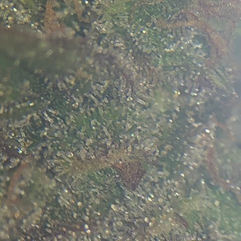 Blue Dream Auto growlog photo: First cola Cut to check the Trico maturity