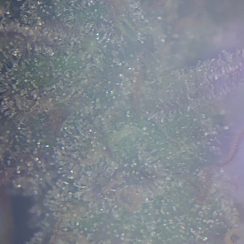 Blue Dream Auto growlog photo: First cola Cut to check the Trico maturity