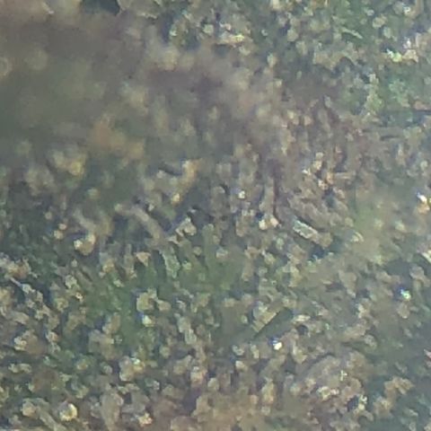 Blue Dream Auto growlog photo: First cola Cut to check the Trico maturity