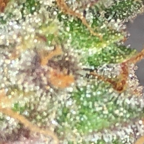 Blue Dream Auto growlog timeline photo