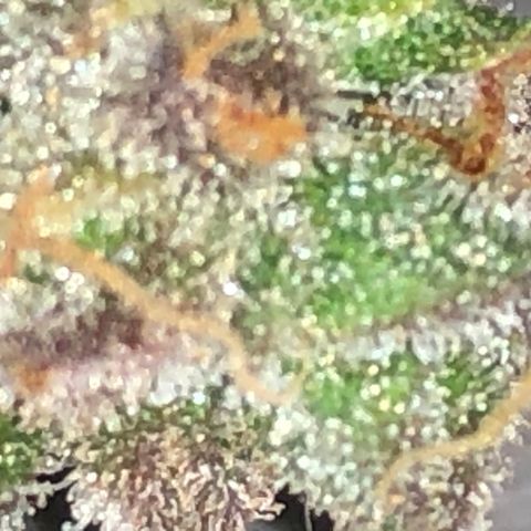 Blue Dream Auto growlog timeline photo